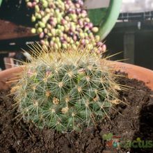 Una foto de Mammillaria rhodantha ssp. pringlei