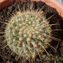 Una foto de Mammillaria rhodantha ssp. pringlei