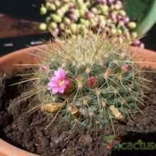 Una foto de Mammillaria rhodantha ssp. pringlei