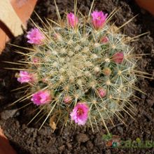 Una foto de Mammillaria rhodantha ssp. pringlei