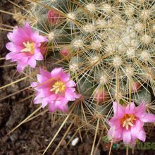 Una foto de Mammillaria rhodantha ssp. pringlei