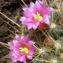 Una foto de Mammillaria rhodantha ssp. pringlei