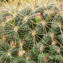 Una foto de Mammillaria rhodantha ssp. pringlei