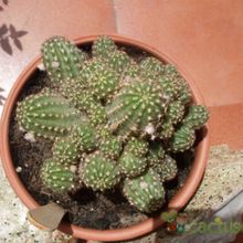 A photo of Chamaelobivia cv. violet