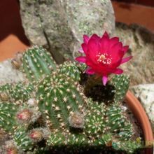 A photo of Chamaelobivia cv. violet