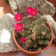 A photo of Chamaelobivia cv. violet