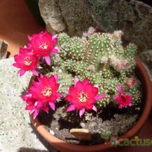 A photo of Chamaelobivia cv. violet