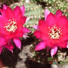 A photo of Chamaelobivia cv. violet