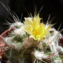 A photo of Copiapoa longispina