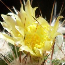 A photo of Copiapoa longispina