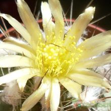 A photo of Copiapoa longispina