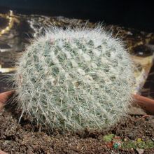 A photo of Mammillaria hahniana