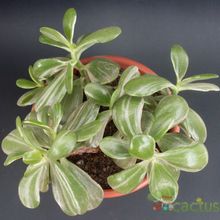 A photo of Crassula ovata fma. variegada