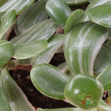 Crassula ovata fma. variegada