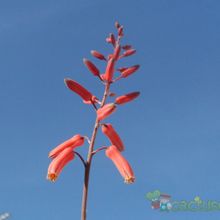 Una foto de Aloe cv. Blue Fang