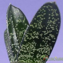 Una foto de Gasteria brevifolia  