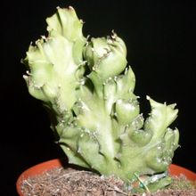 A photo of Euphorbia lactea fma. crestada