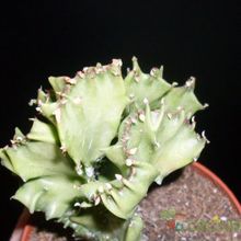 A photo of Euphorbia lactea fma. crestada
