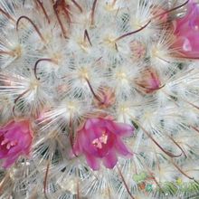 Una foto de Mammillaria bombycina