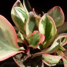 Una foto de Peperomia clusiifolia fma. variegada