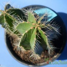 Una foto de Isolatocereus dumortieri