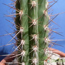 Una foto de Echinopsis peruviana