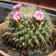 Una foto de Mammillaria rhodantha ssp. pringlei