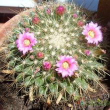 Una foto de Mammillaria rhodantha ssp. pringlei