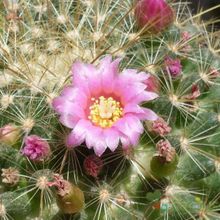 Una foto de Mammillaria rhodantha ssp. pringlei