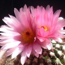 A photo of Parodia uebelmanniana x buiningii (HIBRIDO)