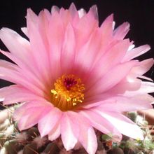 A photo of Parodia uebelmanniana x buiningii (HIBRIDO)