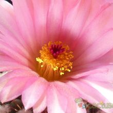 A photo of Parodia uebelmanniana x buiningii (HIBRIDO)
