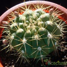 A photo of Gymnocalycium chacoense
