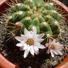 A photo of Gymnocalycium chacoense