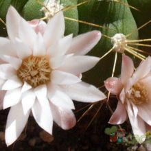 A photo of Gymnocalycium chacoense