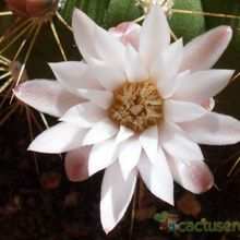 A photo of Gymnocalycium chacoense