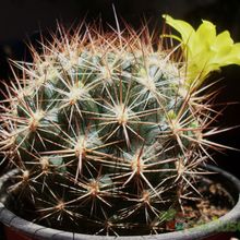 Una foto de Weingartia neocumingii