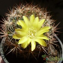 Una foto de Weingartia neocumingii