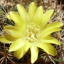 Una foto de Weingartia neocumingii