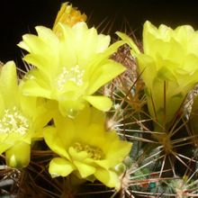 Una foto de Weingartia neocumingii