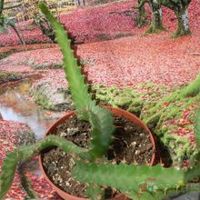 Una foto de Euphorbia stellata  