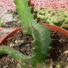 Una foto de Euphorbia stellata  