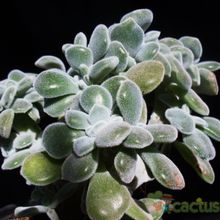 A photo of Echeveria pulvinata Frosty fma. crestada