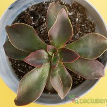 Una foto de Echeveria racemosa