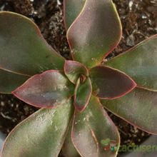 Una foto de Echeveria racemosa