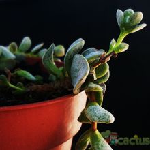 Una foto de Crassula namaquensis  