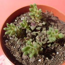 Una foto de Anacampseros rufescens