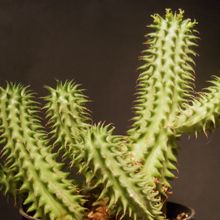 Una foto de Euphorbia susannae