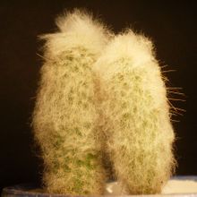 A photo of Espostoopsis dybowski