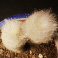 A photo of Espostoopsis dybowski